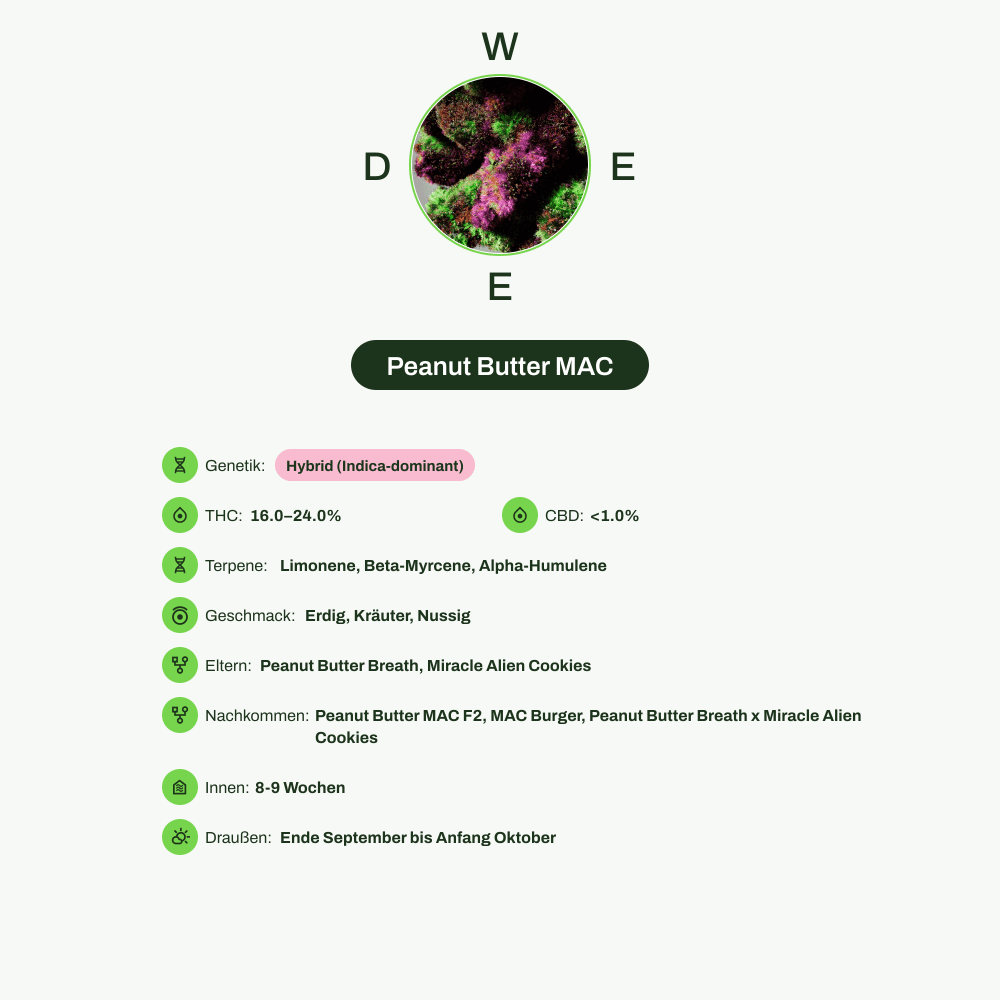 Infografik über THC-Gehalt, CBD-Gehalt, Terpene, Wirkungen, Geschmack von Peanut Butter MAC