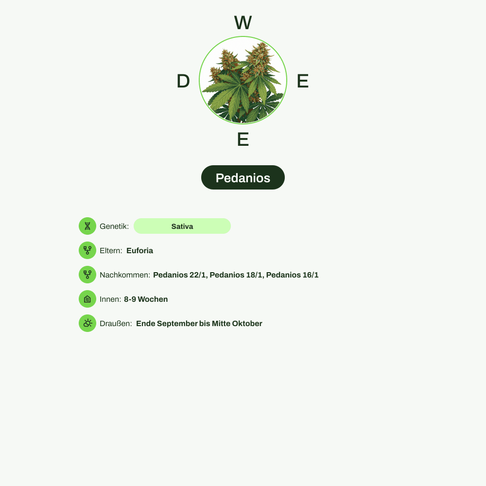 Infografik über THC-Gehalt, CBD-Gehalt von Pedanios