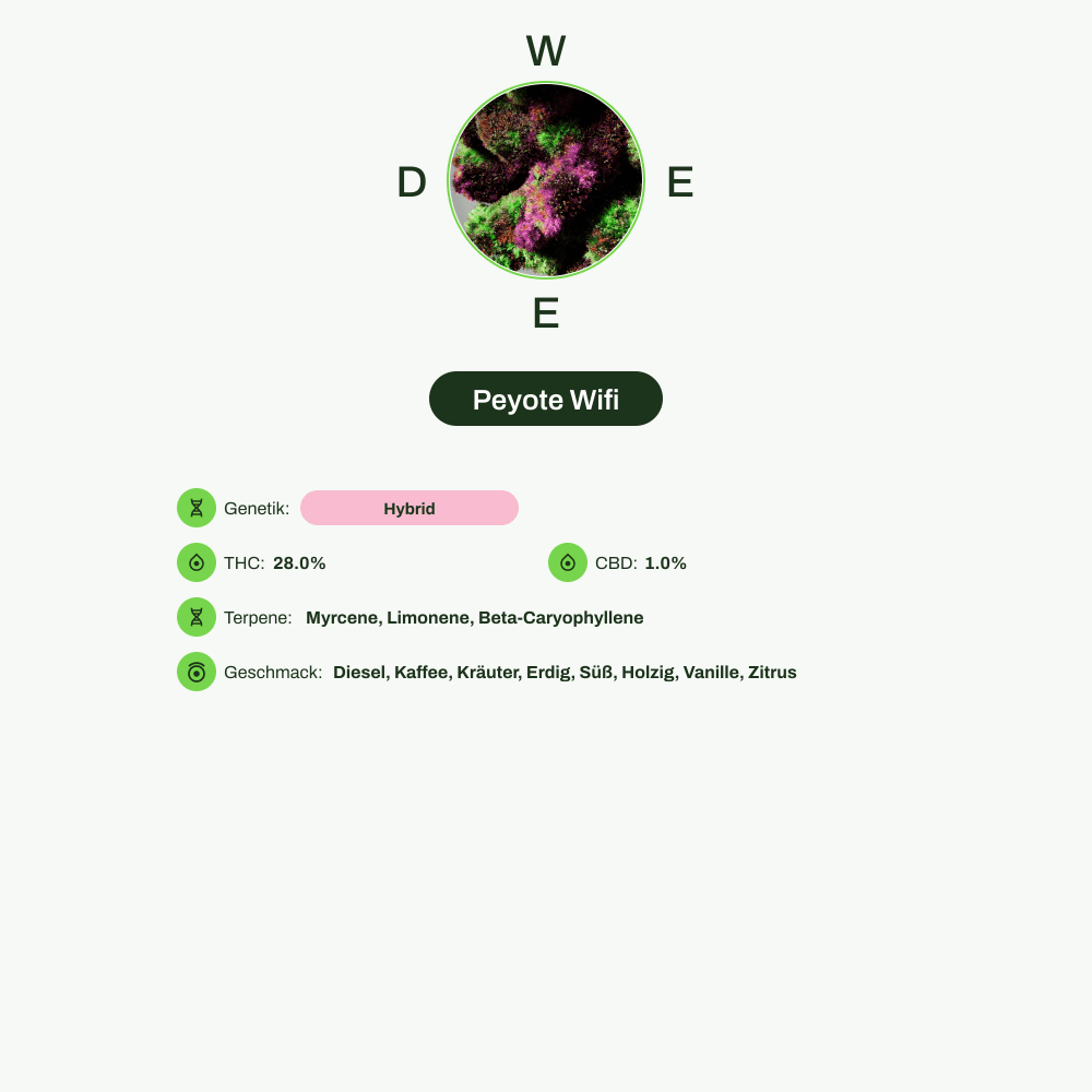 Infografik über THC-Gehalt, CBD-Gehalt, Terpene, Wirkungen, Geschmack von Peyote Wifi