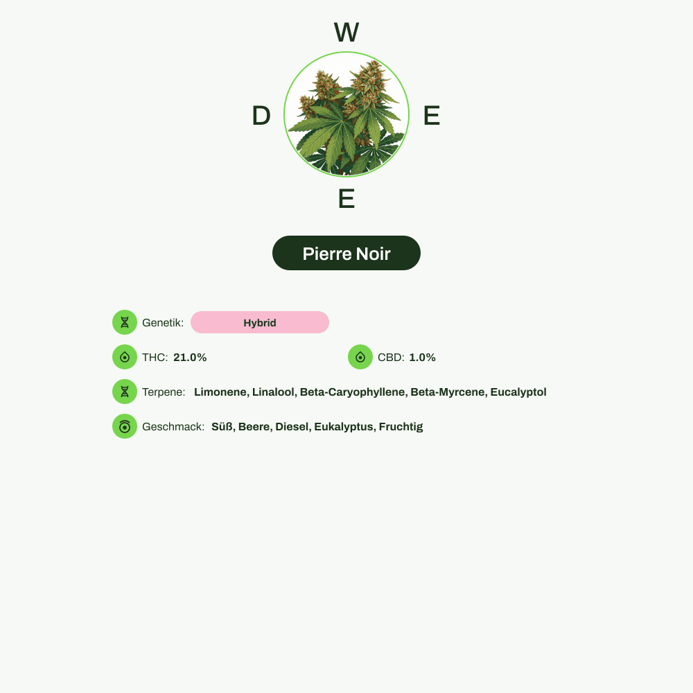 Infografik über THC-Gehalt, CBD-Gehalt, Terpene, Wirkungen, Geschmack von Pierre Noir