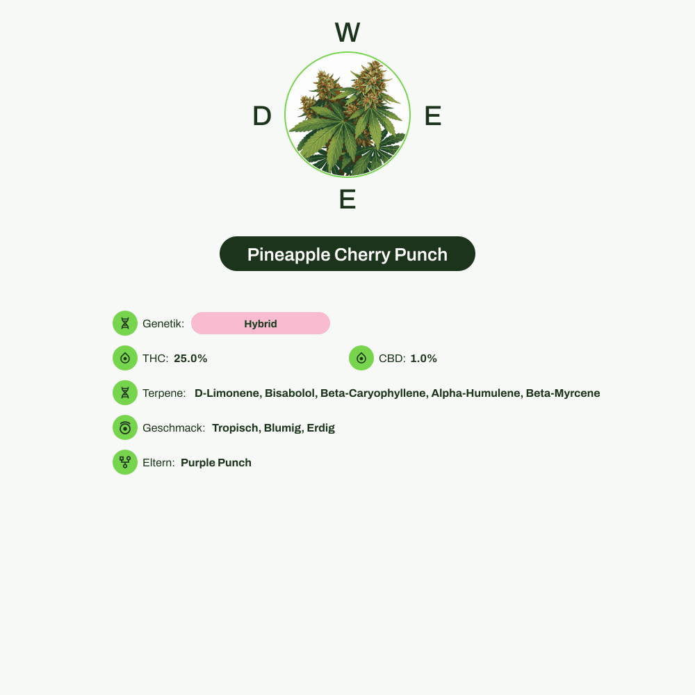 Infografik über THC-Gehalt, CBD-Gehalt, Terpene, Wirkungen, Geschmack von Pineapple Cherry Punch