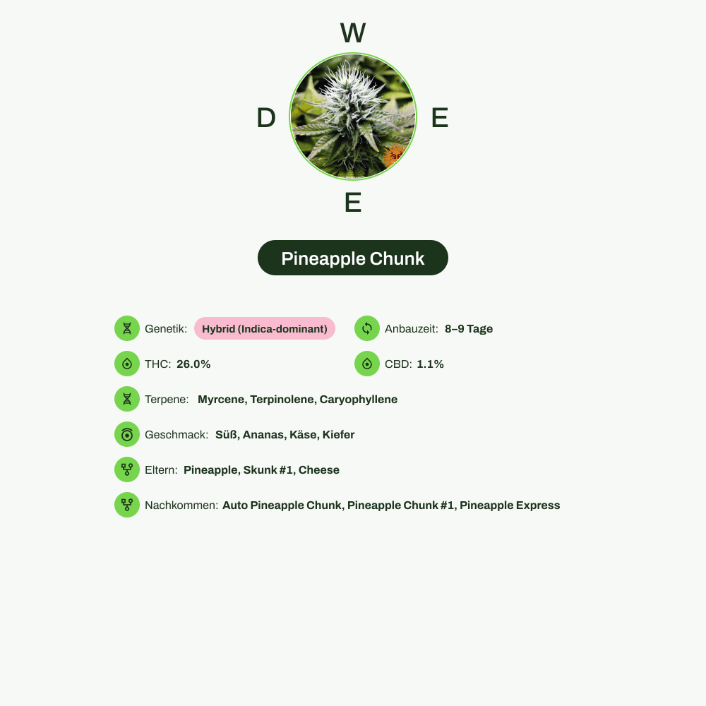 Infografik über THC-Gehalt, CBD-Gehalt, Terpene, Wirkungen, Geschmack von Pineapple Chunk