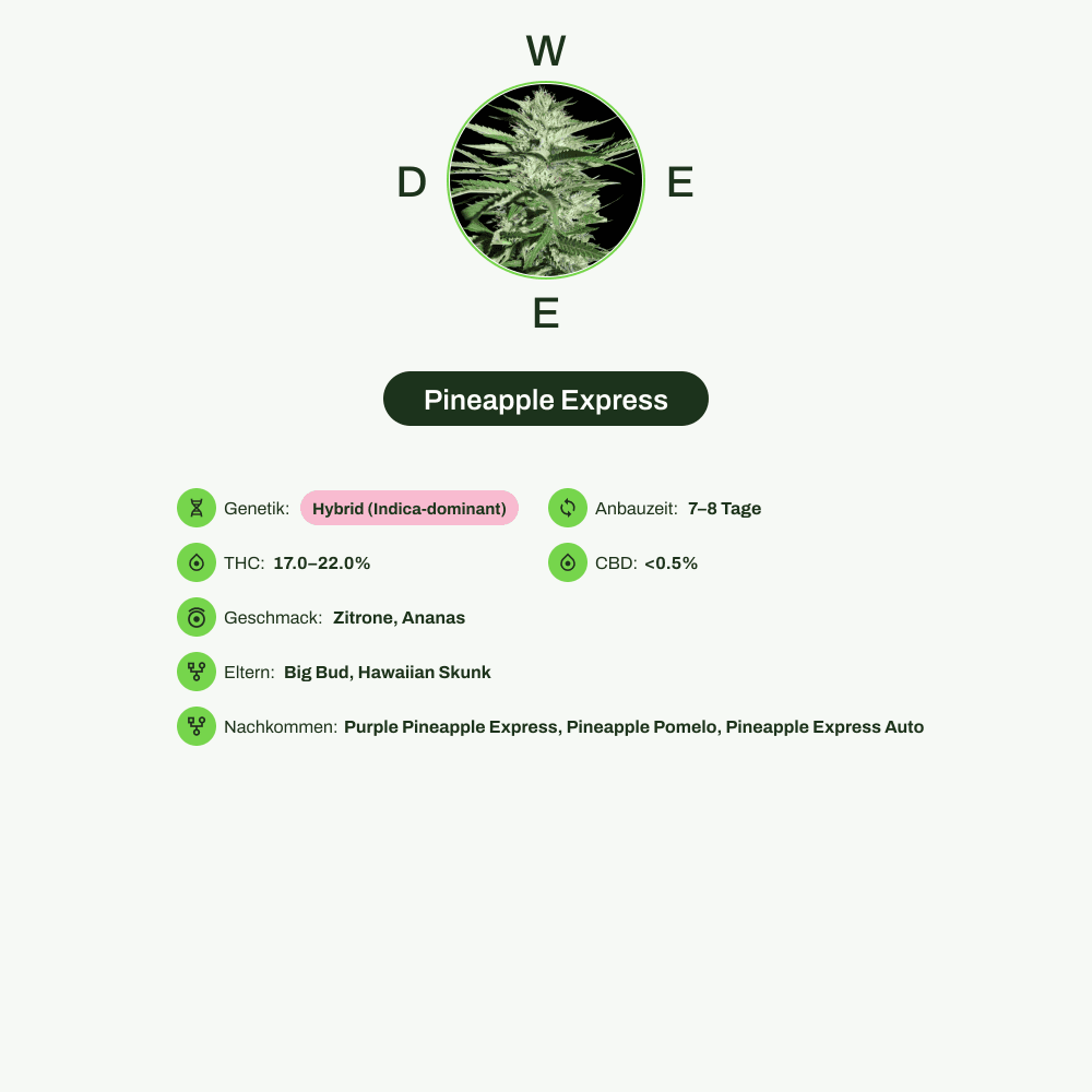 Infografik über THC-Gehalt, CBD-Gehalt, Wirkungen, Geschmack von Pineapple Express