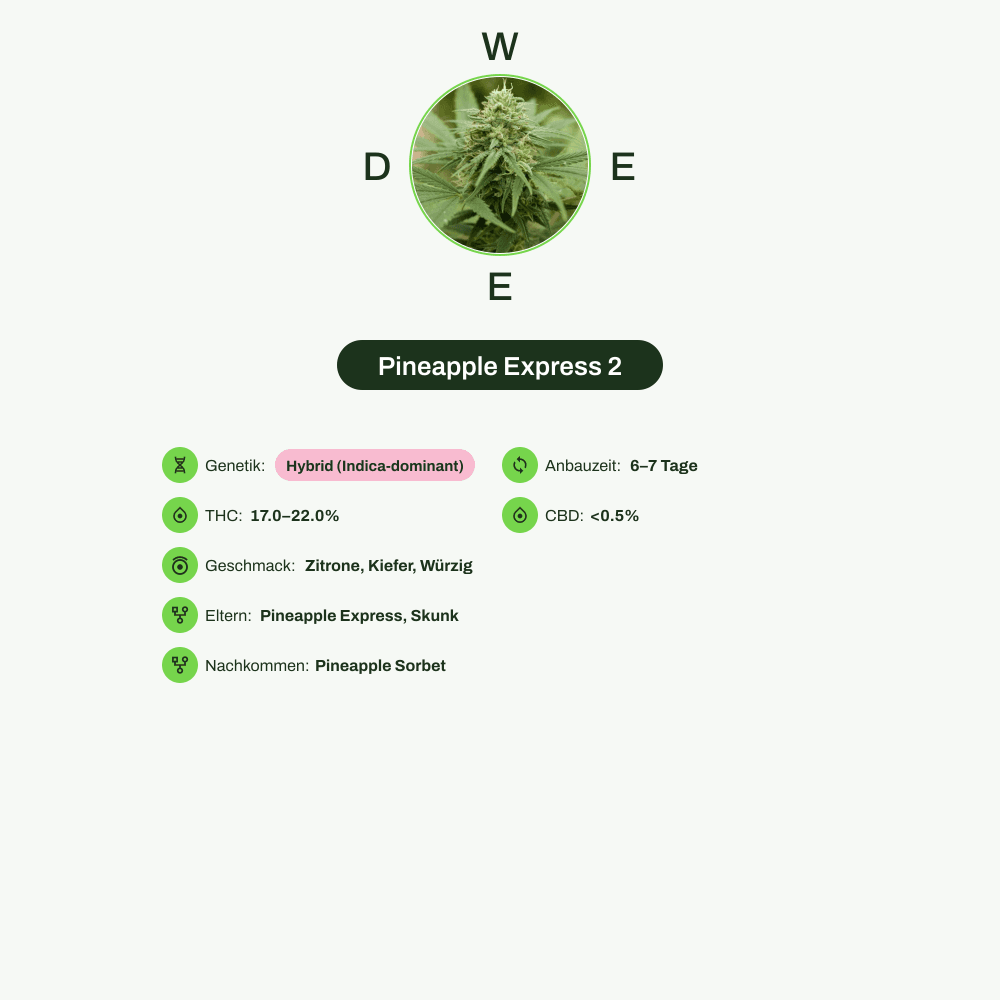 Infografik über THC-Gehalt, CBD-Gehalt, Wirkungen, Geschmack von Pineapple Express 2