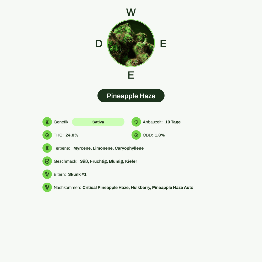 Infografik über THC-Gehalt, CBD-Gehalt, Terpene, Wirkungen, Geschmack von Pineapple Haze