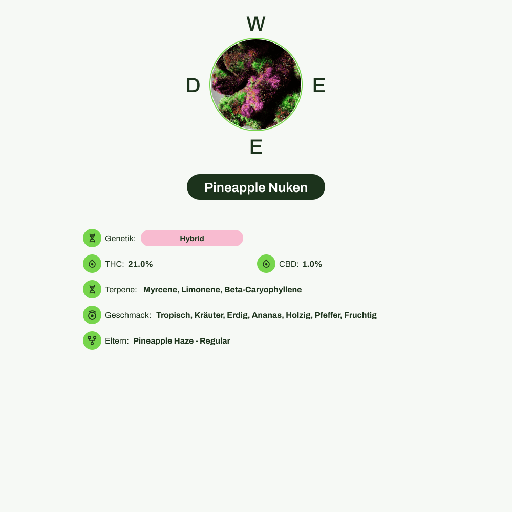 Infografik über THC-Gehalt, CBD-Gehalt, Terpene, Wirkungen, Geschmack von Pineapple Nuken