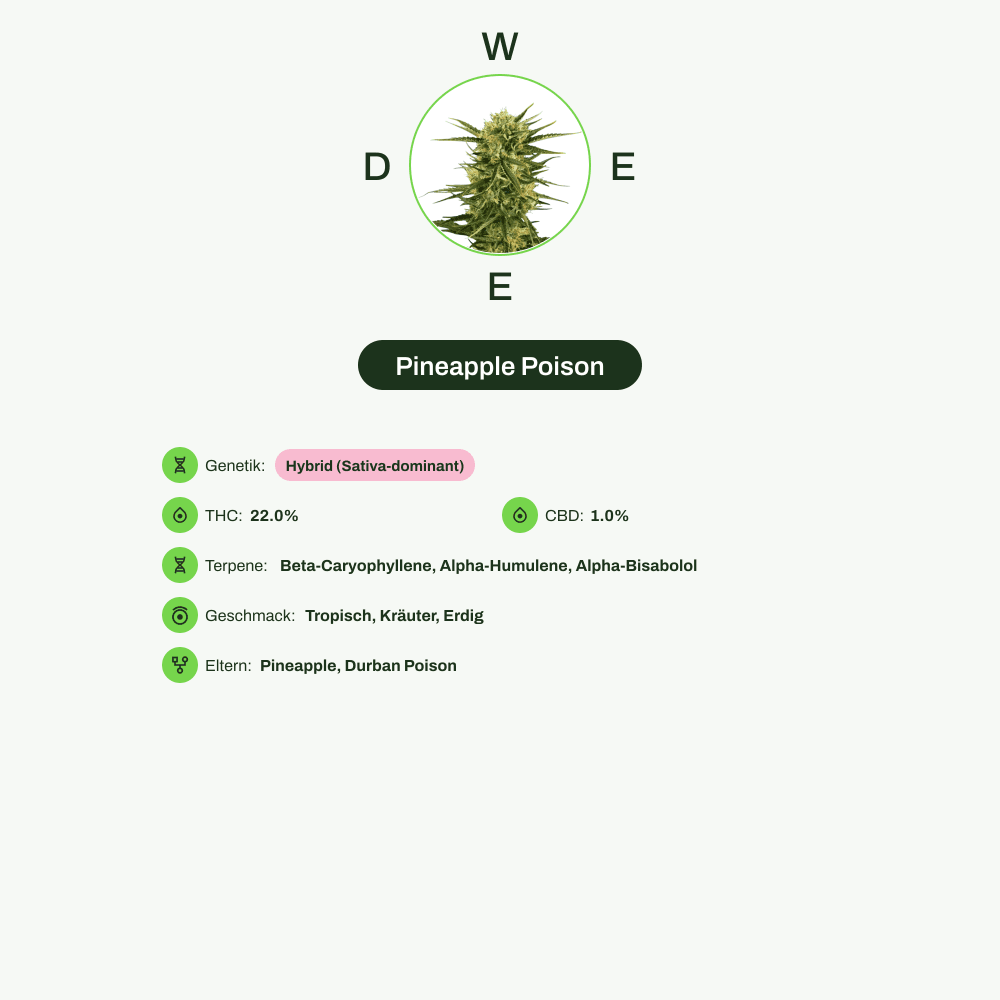 Infografik über THC-Gehalt, CBD-Gehalt, Terpene, Wirkungen, Geschmack von Pineapple Poison