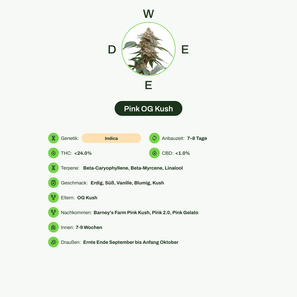 Infografik über THC-Gehalt, CBD-Gehalt, Terpene, Wirkungen, Geschmack von Pink OG Kush