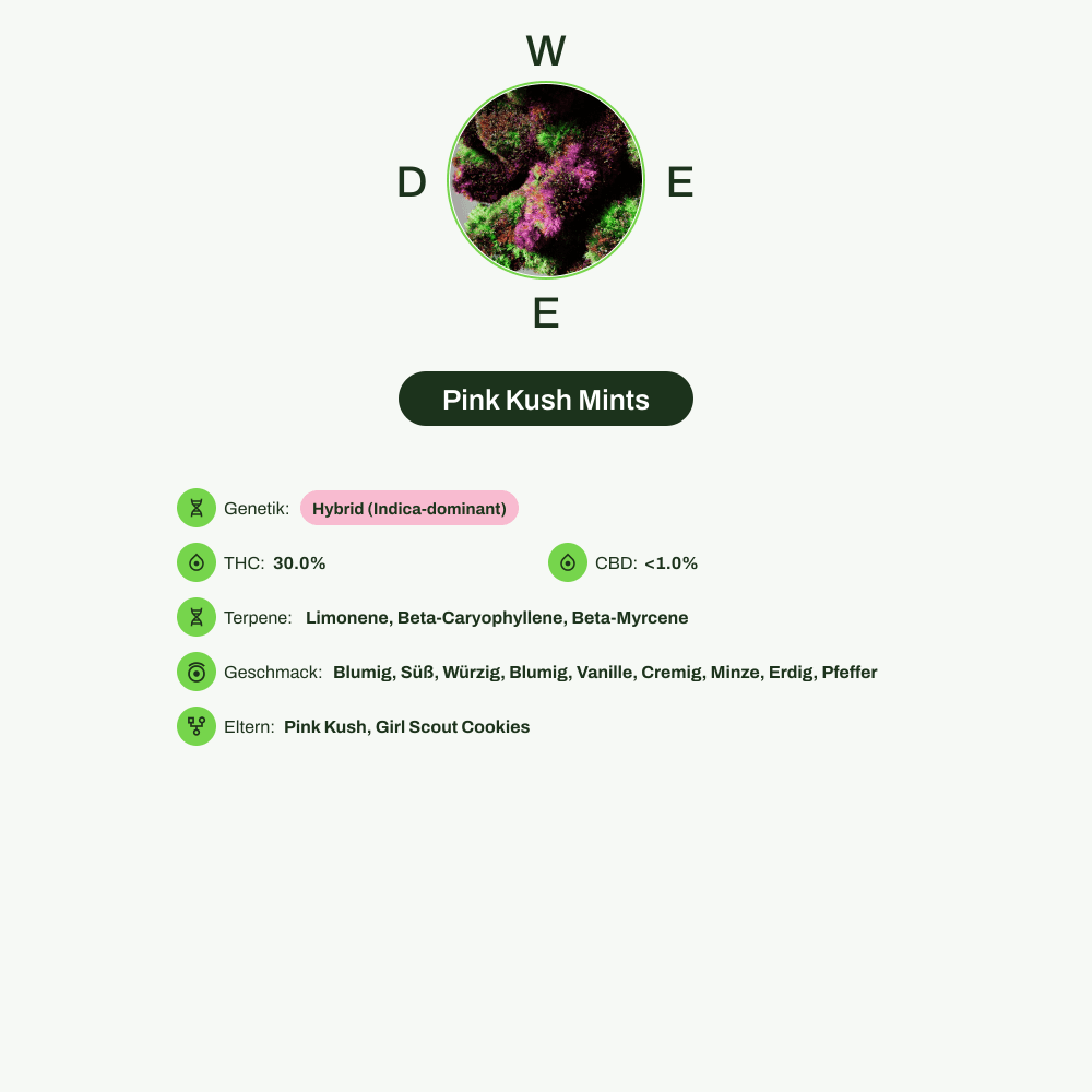 Infografik über THC-Gehalt, CBD-Gehalt, Terpene, Wirkungen, Geschmack von Pink Kush Mints