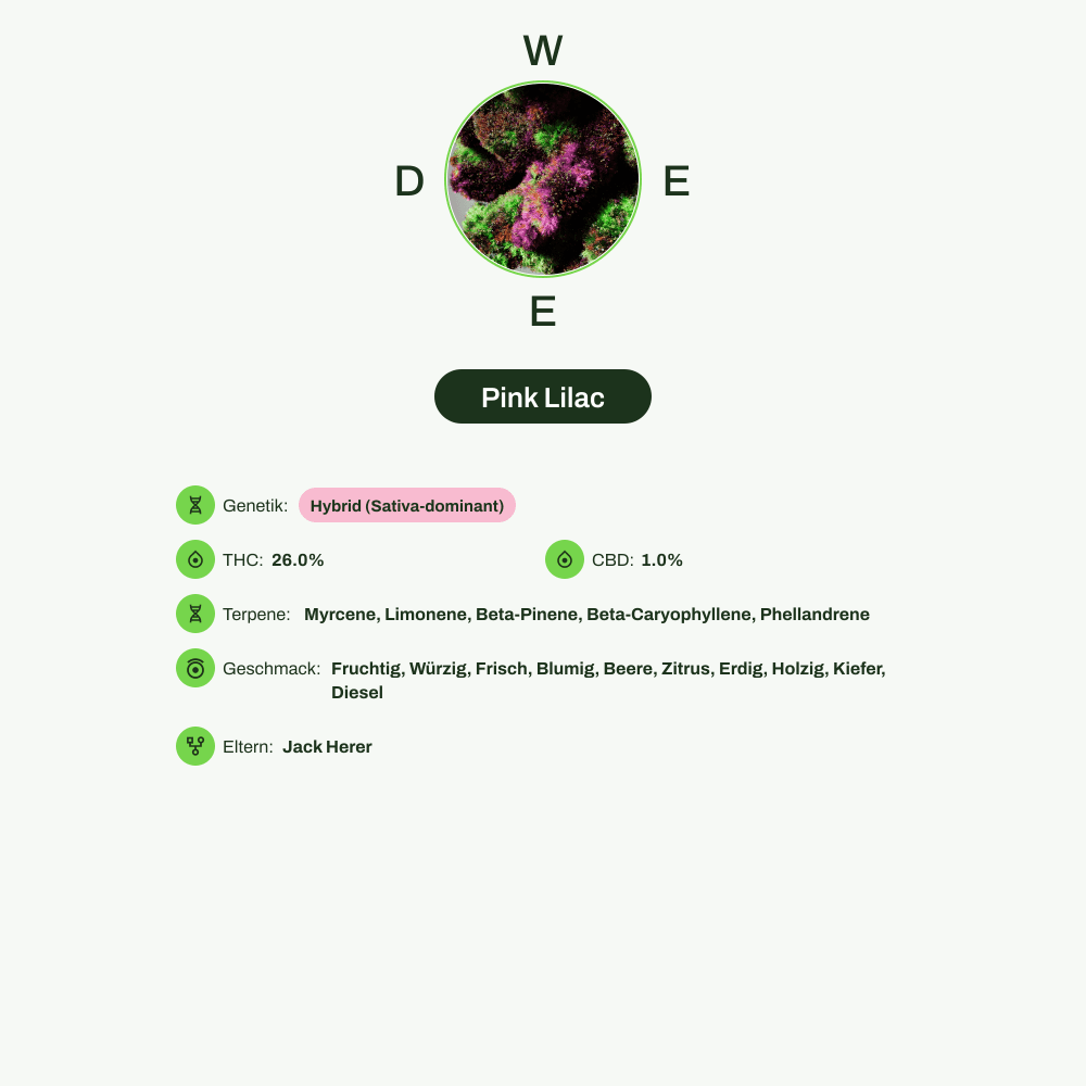 Infografik über THC-Gehalt, CBD-Gehalt, Terpene, Wirkungen, Geschmack von Pink Lilac