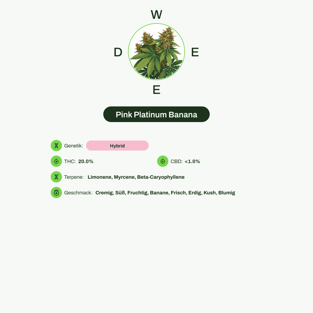 Infografik über THC-Gehalt, CBD-Gehalt, Terpene, Wirkungen, Geschmack von Pink Platinum Banana