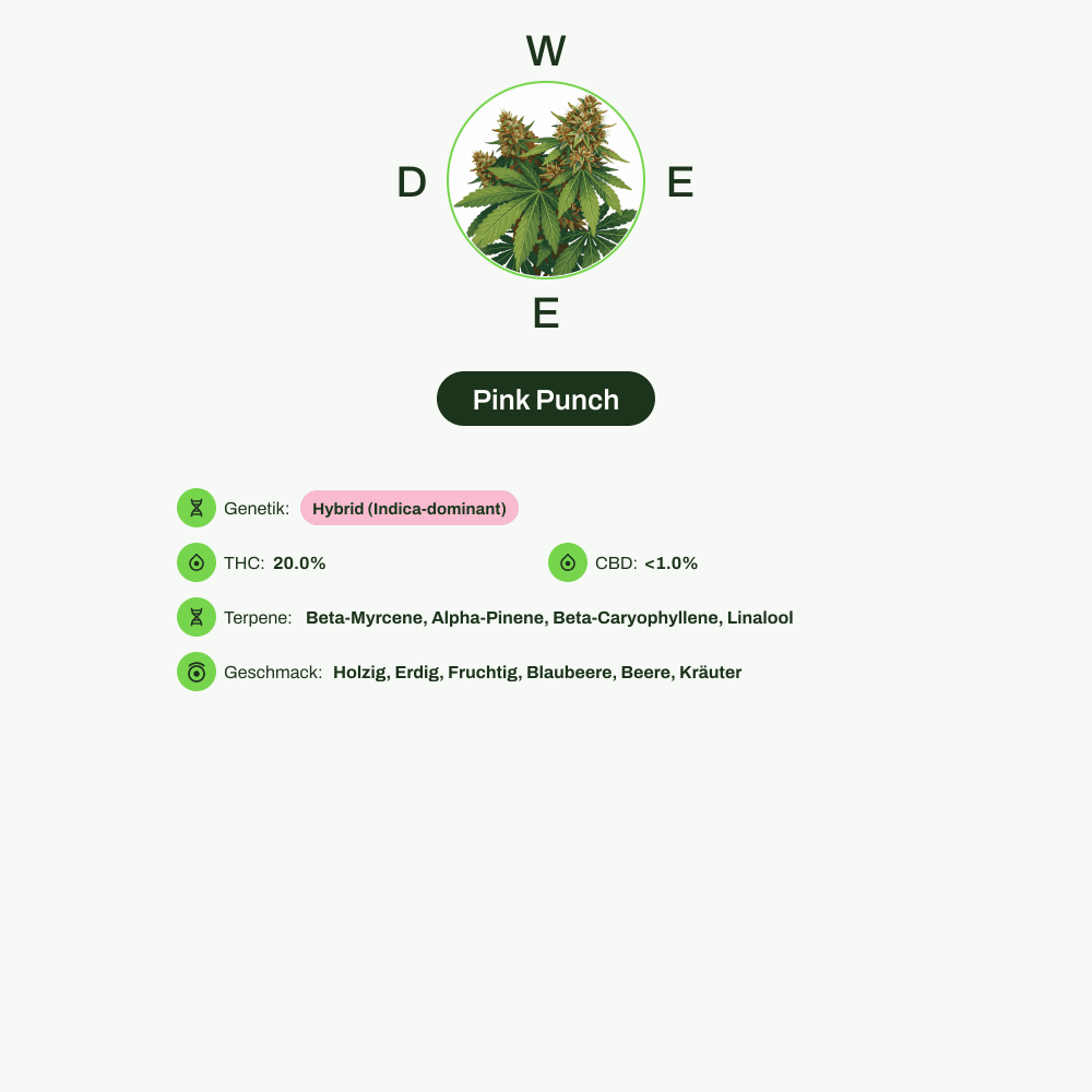 Infografik über THC-Gehalt, CBD-Gehalt, Terpene, Wirkungen, Geschmack von Pink Punch