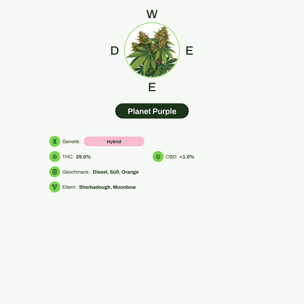 Infografik über THC-Gehalt, CBD-Gehalt, Wirkungen, Geschmack von Planet Purple