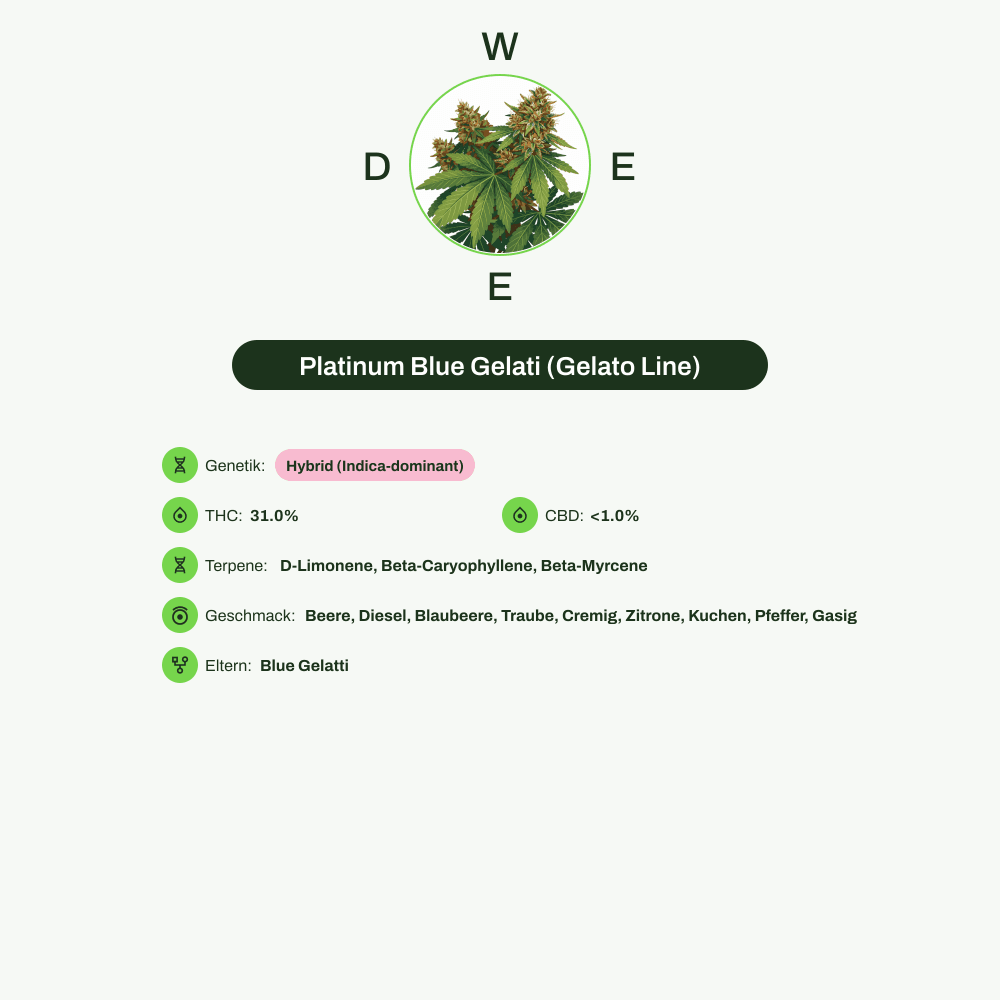Infografik über THC-Gehalt, CBD-Gehalt, Terpene, Wirkungen, Geschmack von Platinum Blue Gelati (Gelato Line)