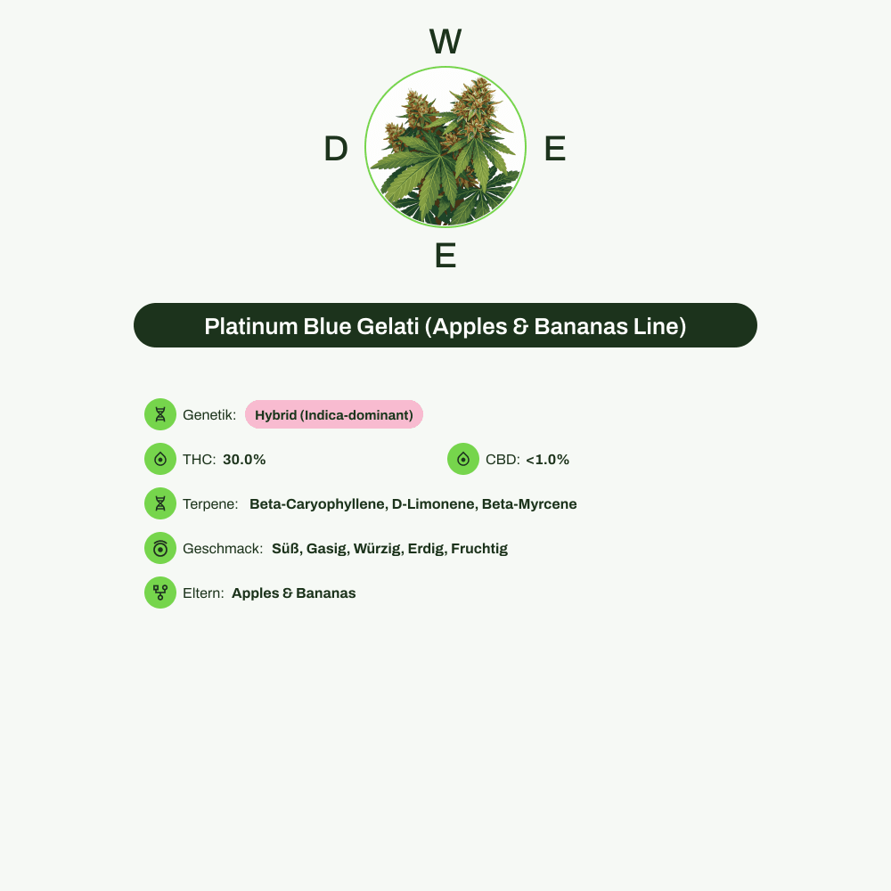 Infografik über THC-Gehalt, CBD-Gehalt, Terpene, Wirkungen, Geschmack von Platinum Blue Gelati (Apples & Bananas Line)