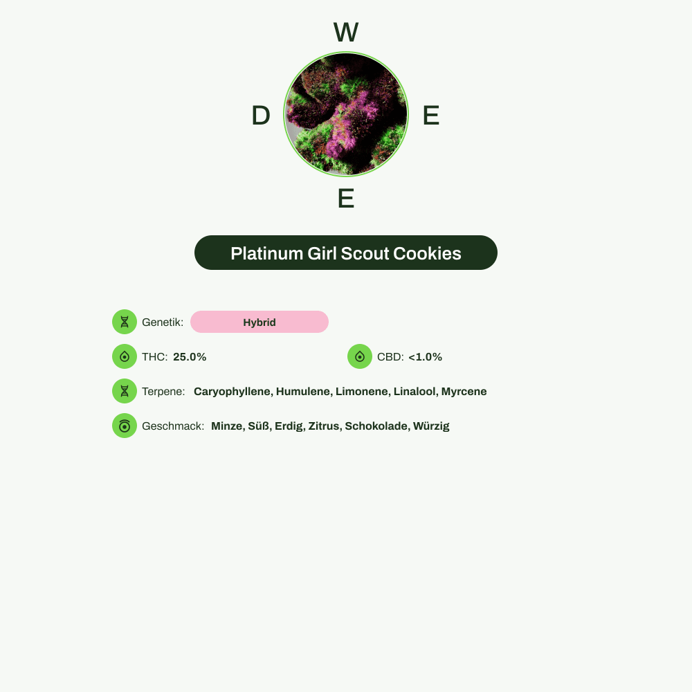 Infografik über THC-Gehalt, CBD-Gehalt, Terpene, Wirkungen, Geschmack von Platinum Girl Scout Cookies