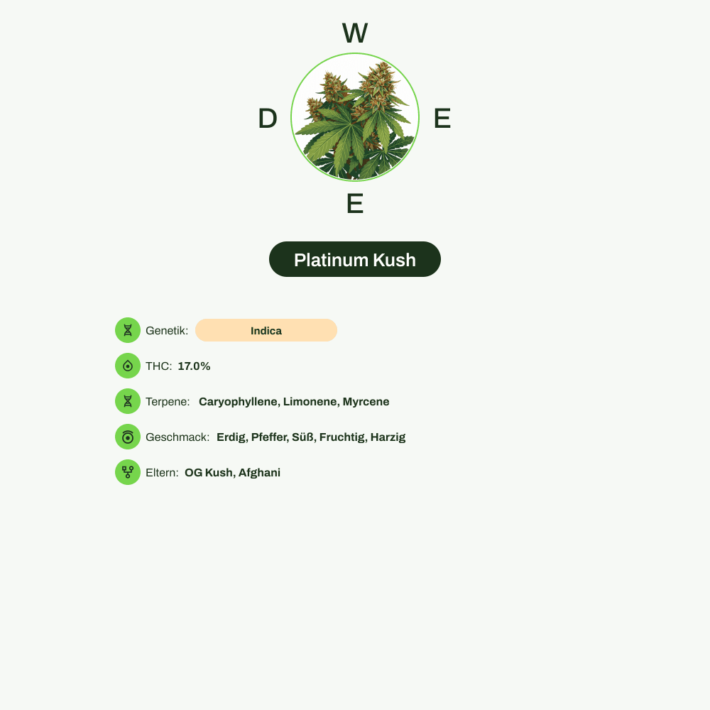 Infografik über THC-Gehalt, CBD-Gehalt, Terpene, Wirkungen, Geschmack von Platinum Kush