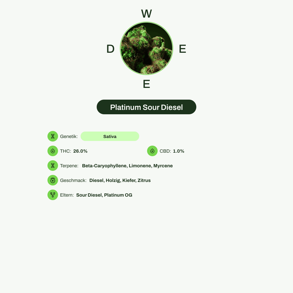 Infografik über THC-Gehalt, CBD-Gehalt, Terpene, Wirkungen, Geschmack von Platinum Sour Diesel