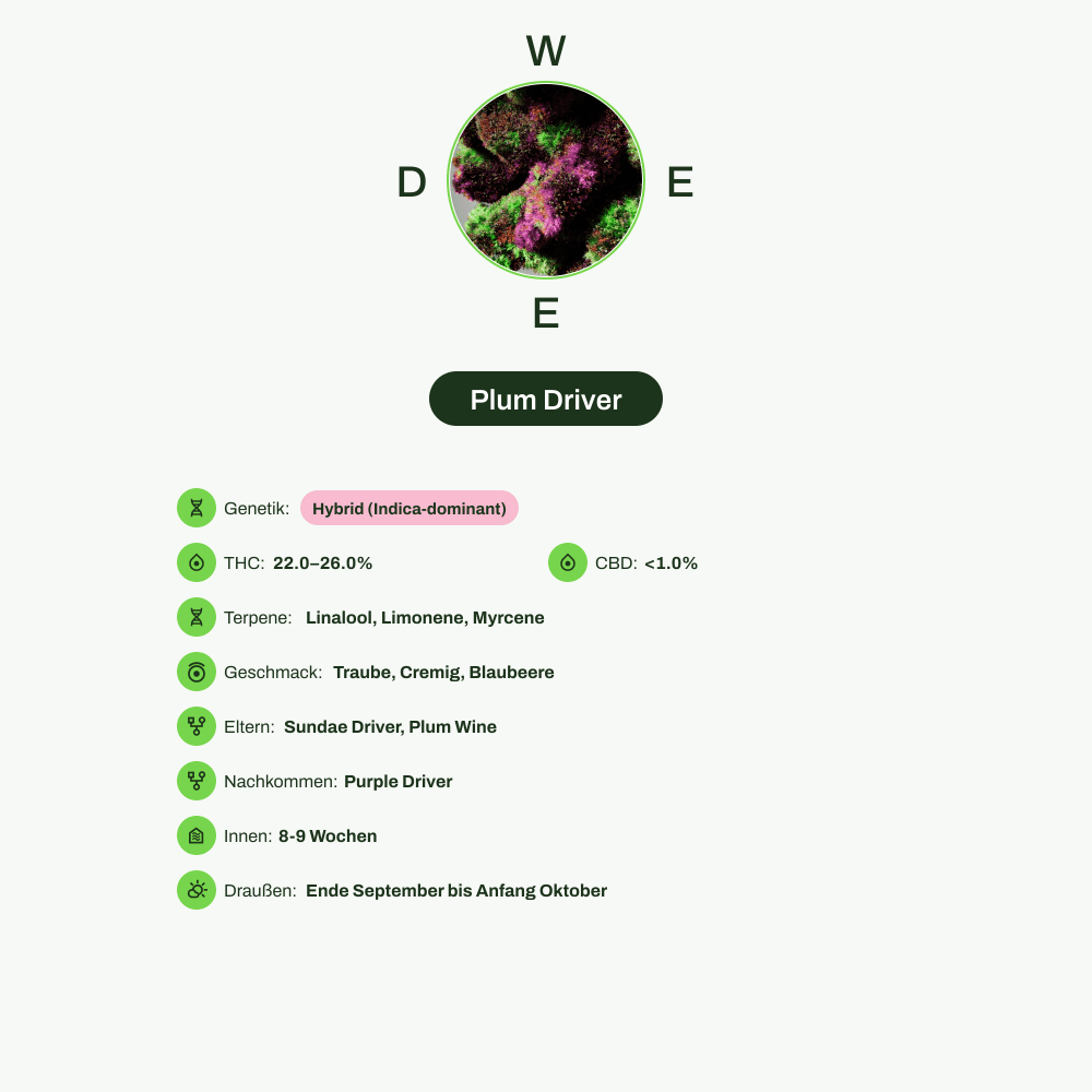 Infografik über THC-Gehalt, CBD-Gehalt, Terpene, Wirkungen, Geschmack von Plum Driver