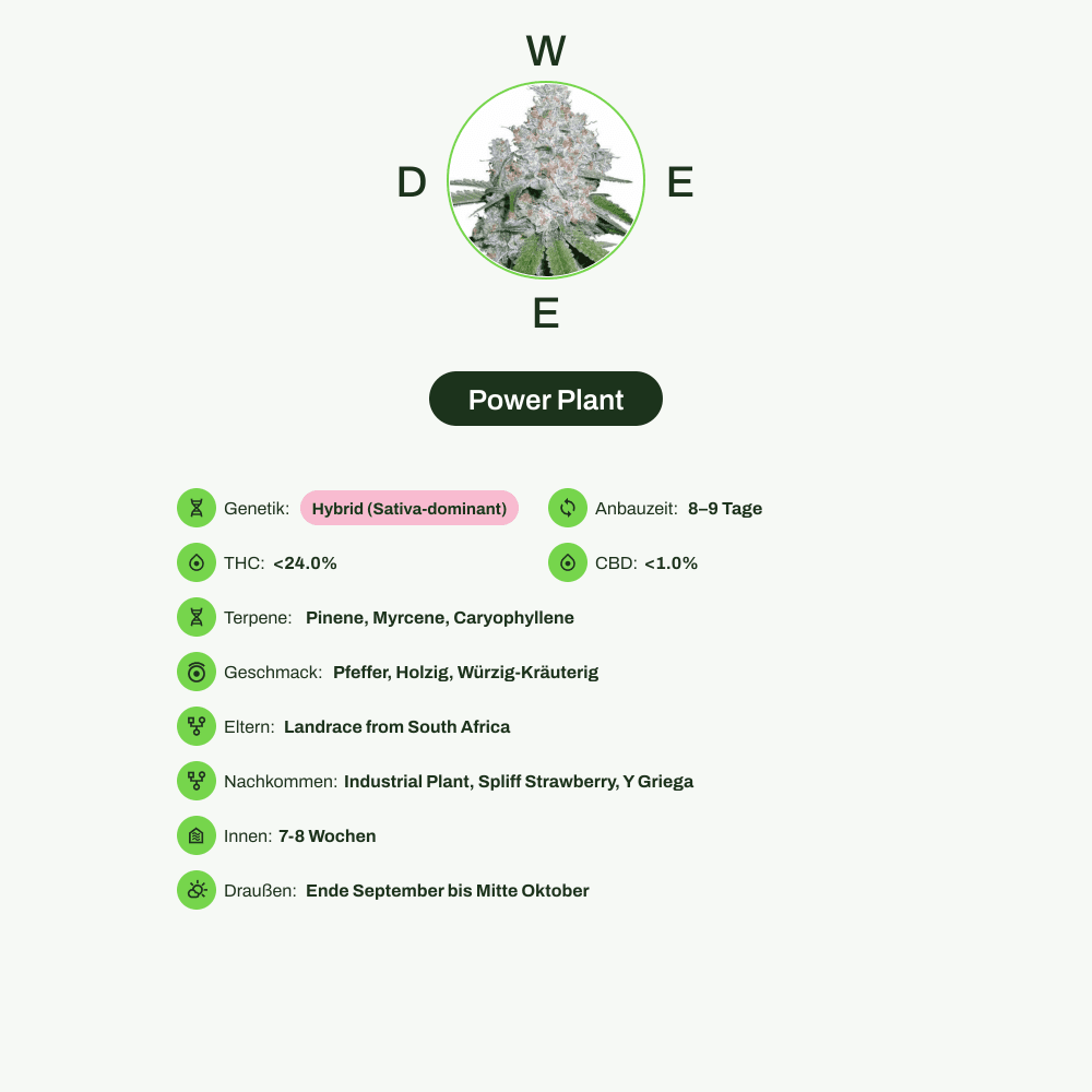 Infografik über THC-Gehalt, CBD-Gehalt, Terpene, Wirkungen, Geschmack von Power Plant