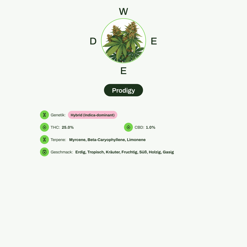 Infografik über THC-Gehalt, CBD-Gehalt, Terpene, Wirkungen, Geschmack von Prodigy