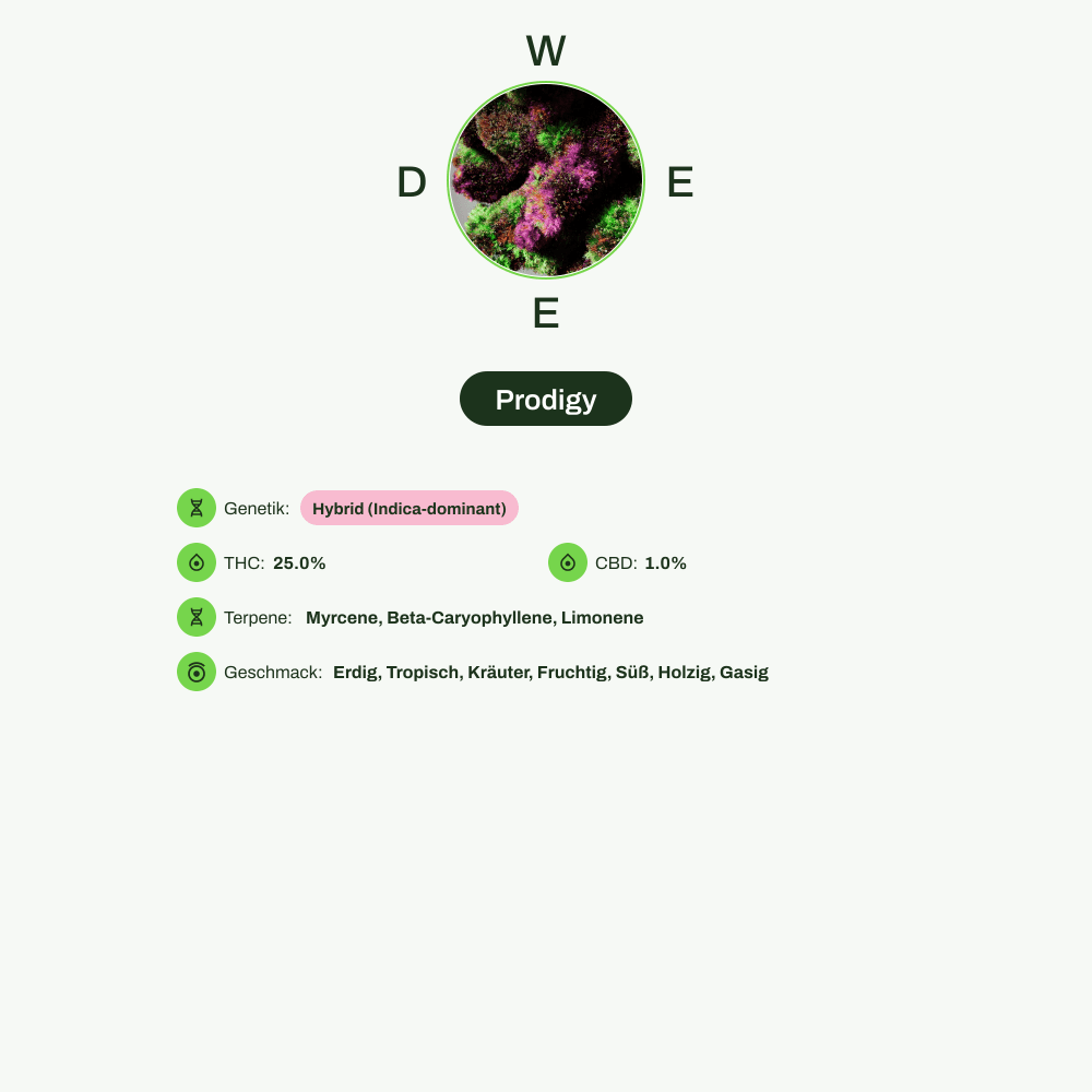 Infografik über THC-Gehalt, CBD-Gehalt, Terpene, Wirkungen, Geschmack von Prodigy