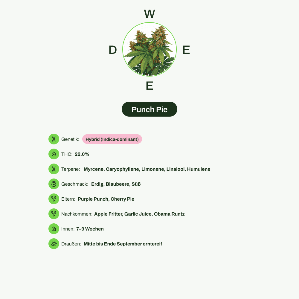 Infografik über THC-Gehalt, CBD-Gehalt, Terpene, Wirkungen, Geschmack von Punch Pie