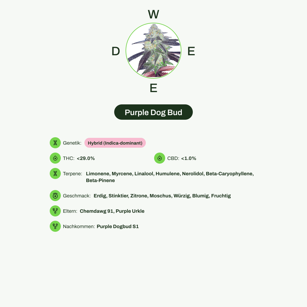 Infografik über THC-Gehalt, CBD-Gehalt, Terpene, Wirkungen, Geschmack von Purple Dog Bud