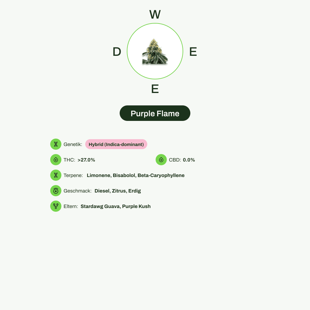 Infografik über THC-Gehalt, CBD-Gehalt, Terpene, Wirkungen, Geschmack von Purple Flame