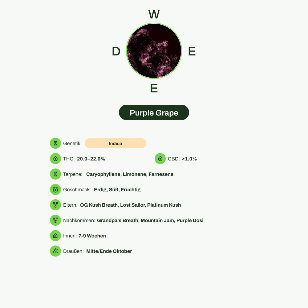 Infografik über THC-Gehalt, CBD-Gehalt, Terpene, Wirkungen, Geschmack von Purple Grape