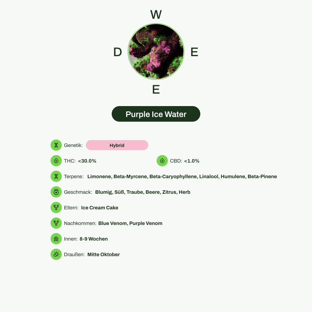 Infografik über THC-Gehalt, CBD-Gehalt, Terpene, Wirkungen, Geschmack von Purple Ice Water