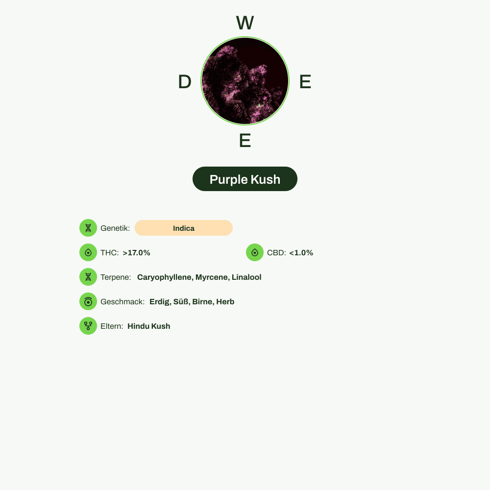 Infografik über THC-Gehalt, CBD-Gehalt, Terpene, Wirkungen, Geschmack von Purple Kush