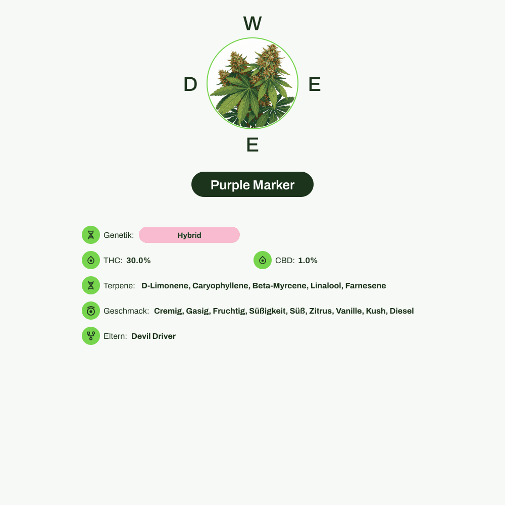 Infografik über THC-Gehalt, CBD-Gehalt, Terpene, Wirkungen, Geschmack von Purple Marker
