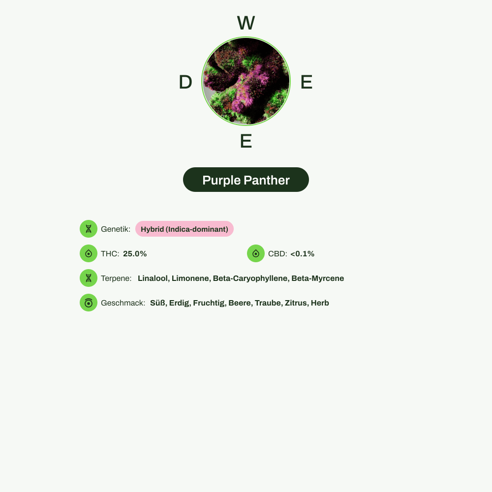 Infografik über THC-Gehalt, CBD-Gehalt, Terpene, Wirkungen, Geschmack von Purple Panther