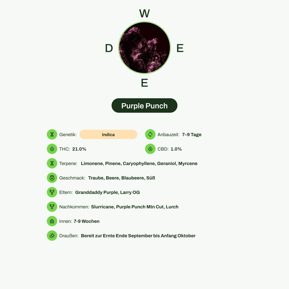 Infografik über THC-Gehalt, CBD-Gehalt, Terpene, Wirkungen, Geschmack von Purple Punch