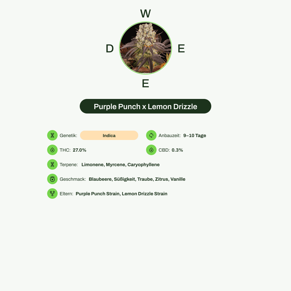Infografik über THC-Gehalt, CBD-Gehalt, Terpene, Wirkungen, Geschmack von Purple Punch x Lemon Drizzle