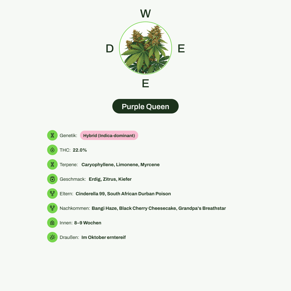 Infografik über THC-Gehalt, CBD-Gehalt, Terpene, Wirkungen, Geschmack von Purple Queen