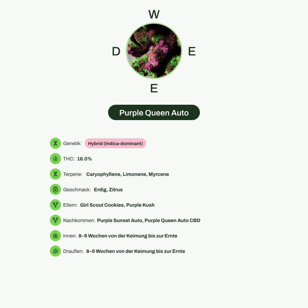 Infografik über THC-Gehalt, CBD-Gehalt, Terpene, Wirkungen, Geschmack von Purple Queen Auto