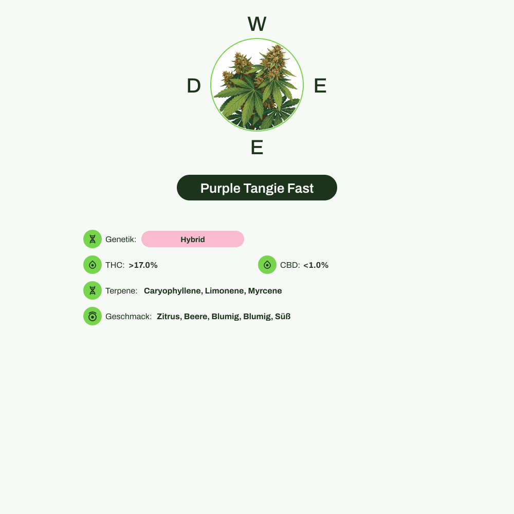 Infografik über THC-Gehalt, CBD-Gehalt, Terpene, Wirkungen, Geschmack von Purple Tangie Fast