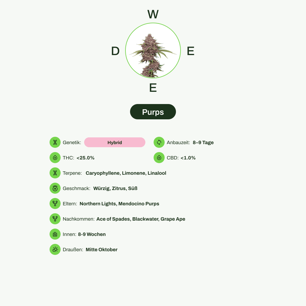 Infografik über THC-Gehalt, CBD-Gehalt, Terpene, Wirkungen, Geschmack von Purps