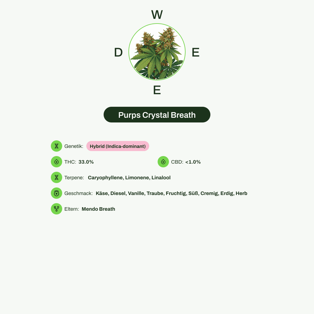 Infografik über THC-Gehalt, CBD-Gehalt, Terpene, Wirkungen, Geschmack von Purps Crystal Breath