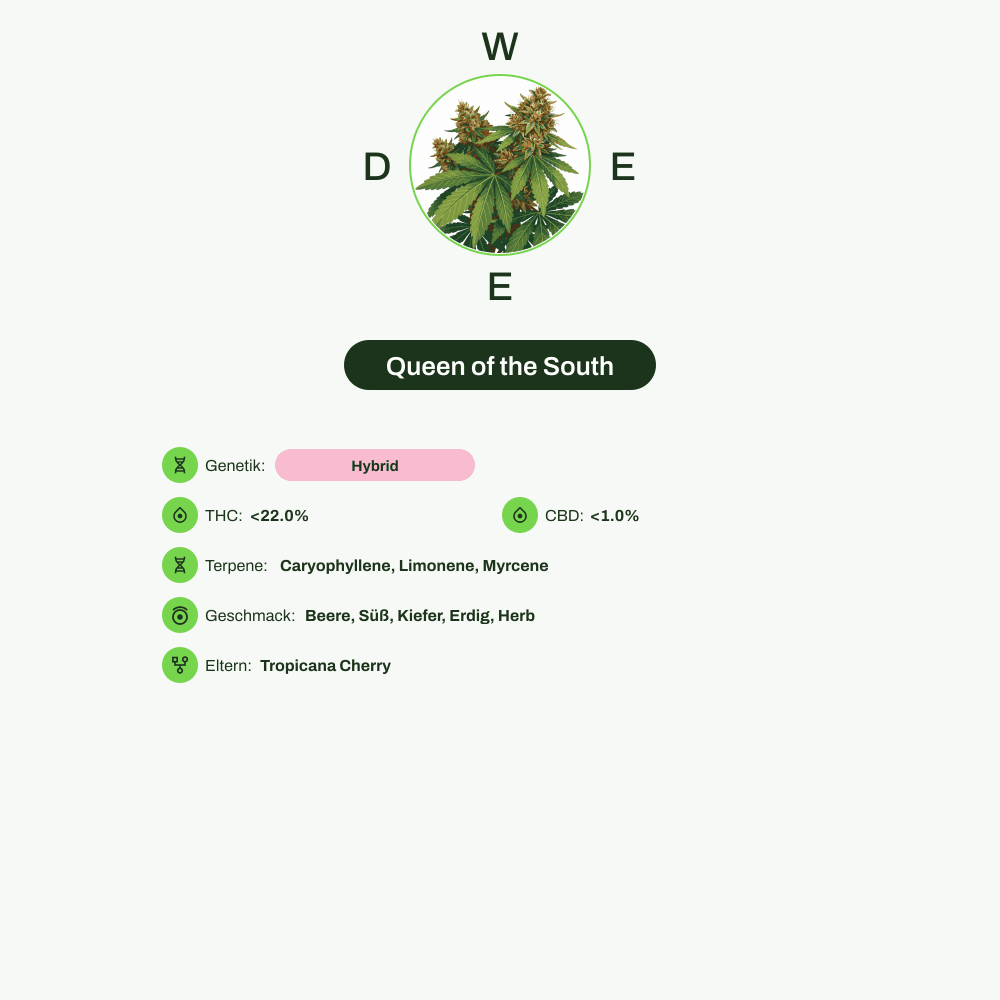 Infografik über THC-Gehalt, CBD-Gehalt, Terpene, Wirkungen, Geschmack von Queen of the South