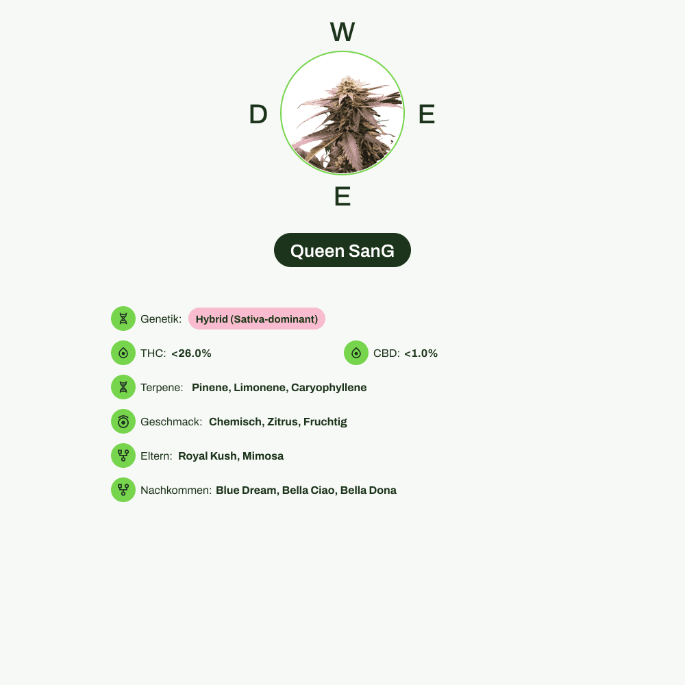 Infografik über THC-Gehalt, CBD-Gehalt, Terpene, Wirkungen, Geschmack von Queen SanG