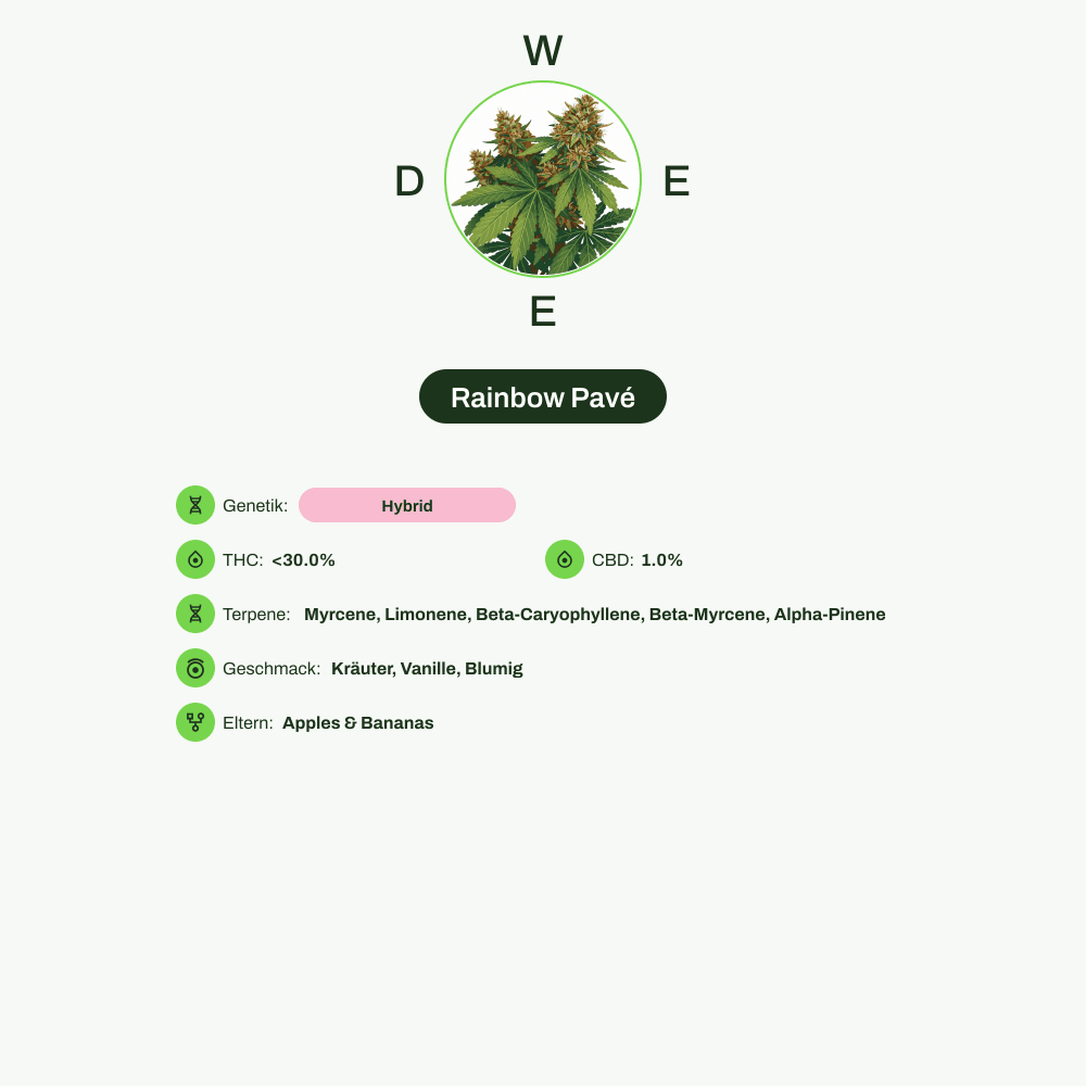 Infografik über THC-Gehalt, CBD-Gehalt, Terpene, Wirkungen, Geschmack von Rainbow Pavé