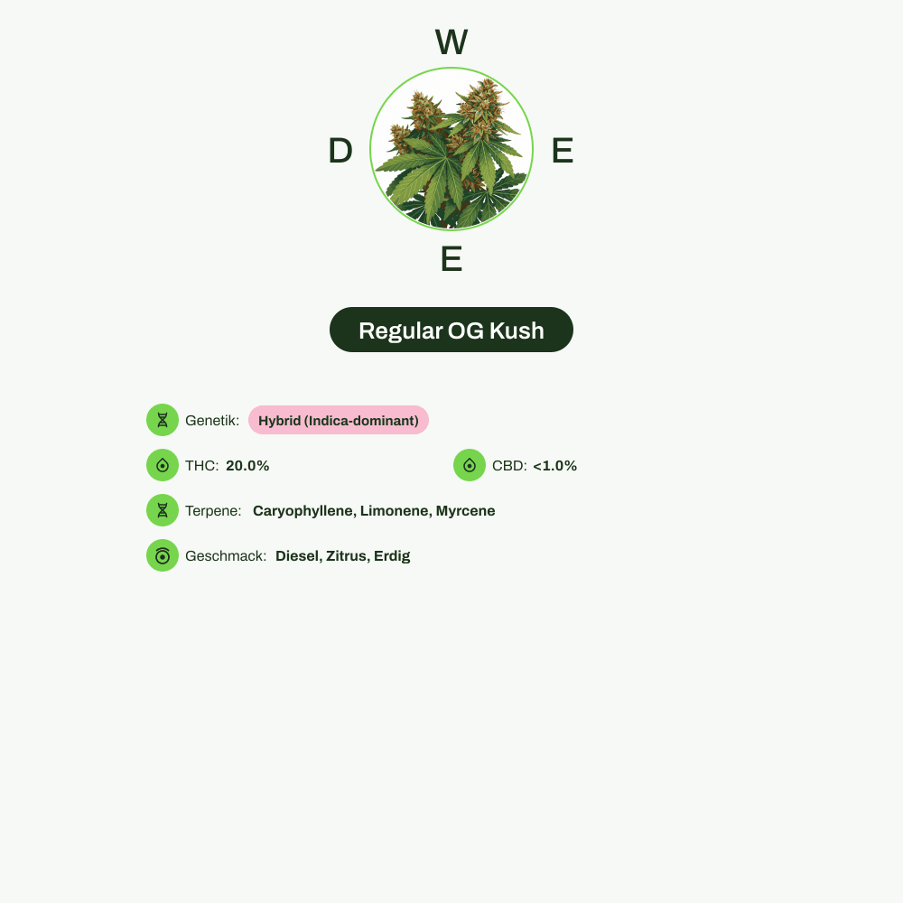 Infografik über THC-Gehalt, CBD-Gehalt, Terpene, Wirkungen, Geschmack von Regular OG Kush