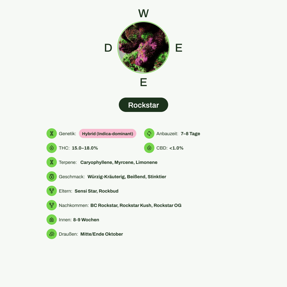 Infografik über THC-Gehalt, CBD-Gehalt, Terpene, Wirkungen, Geschmack von Rockstar