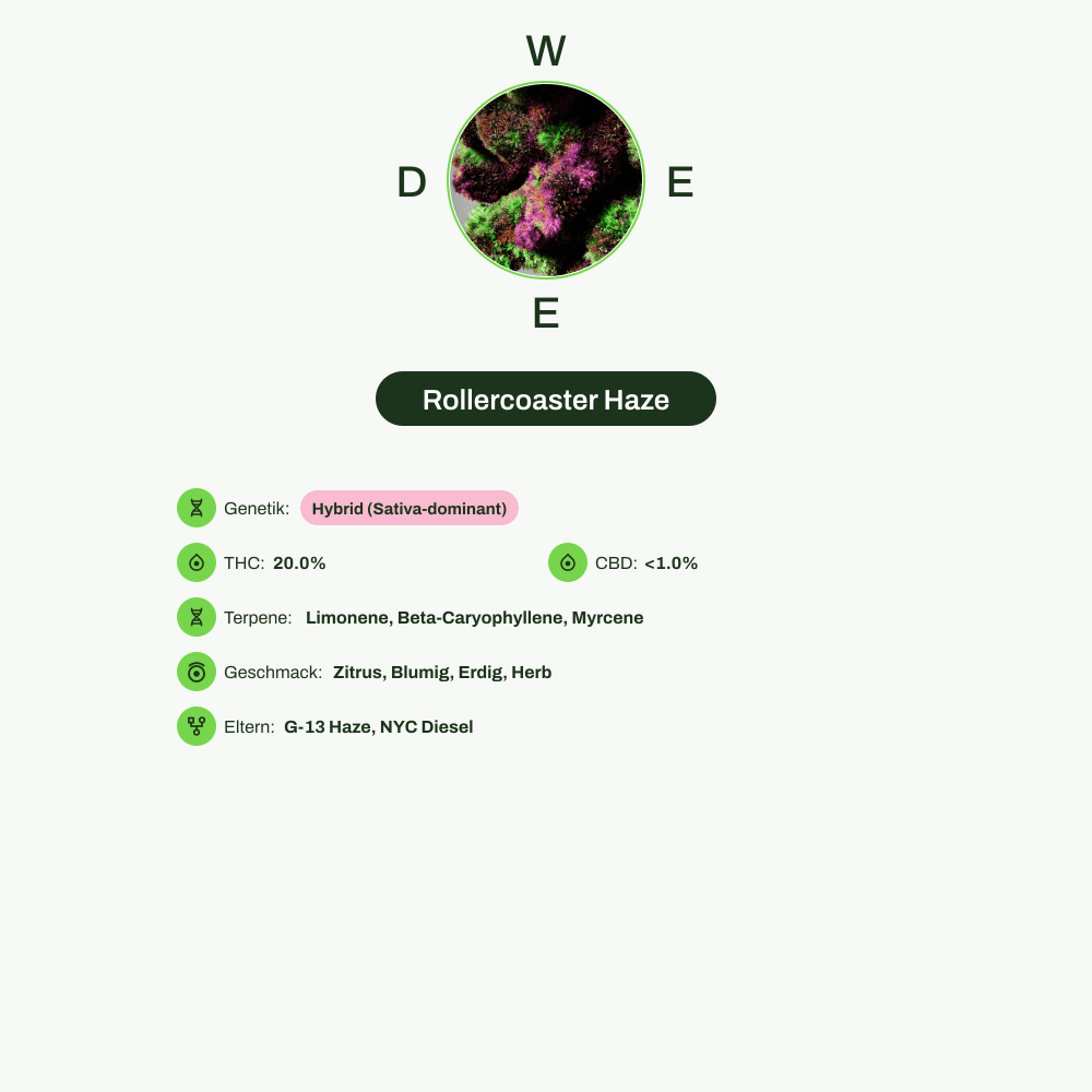 Infografik über THC-Gehalt, CBD-Gehalt, Terpene, Wirkungen, Geschmack von Rollercoaster Haze