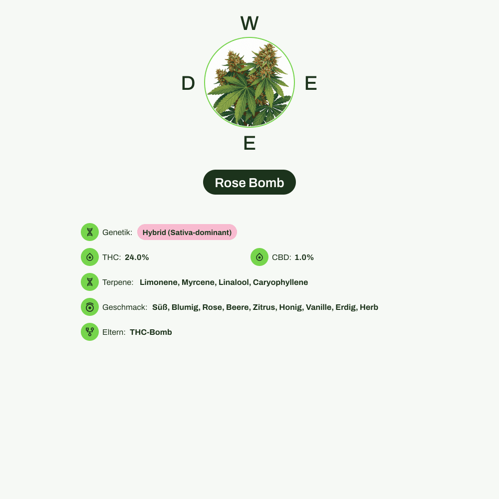 Infografik über THC-Gehalt, CBD-Gehalt, Terpene, Wirkungen, Geschmack von Rose Bomb