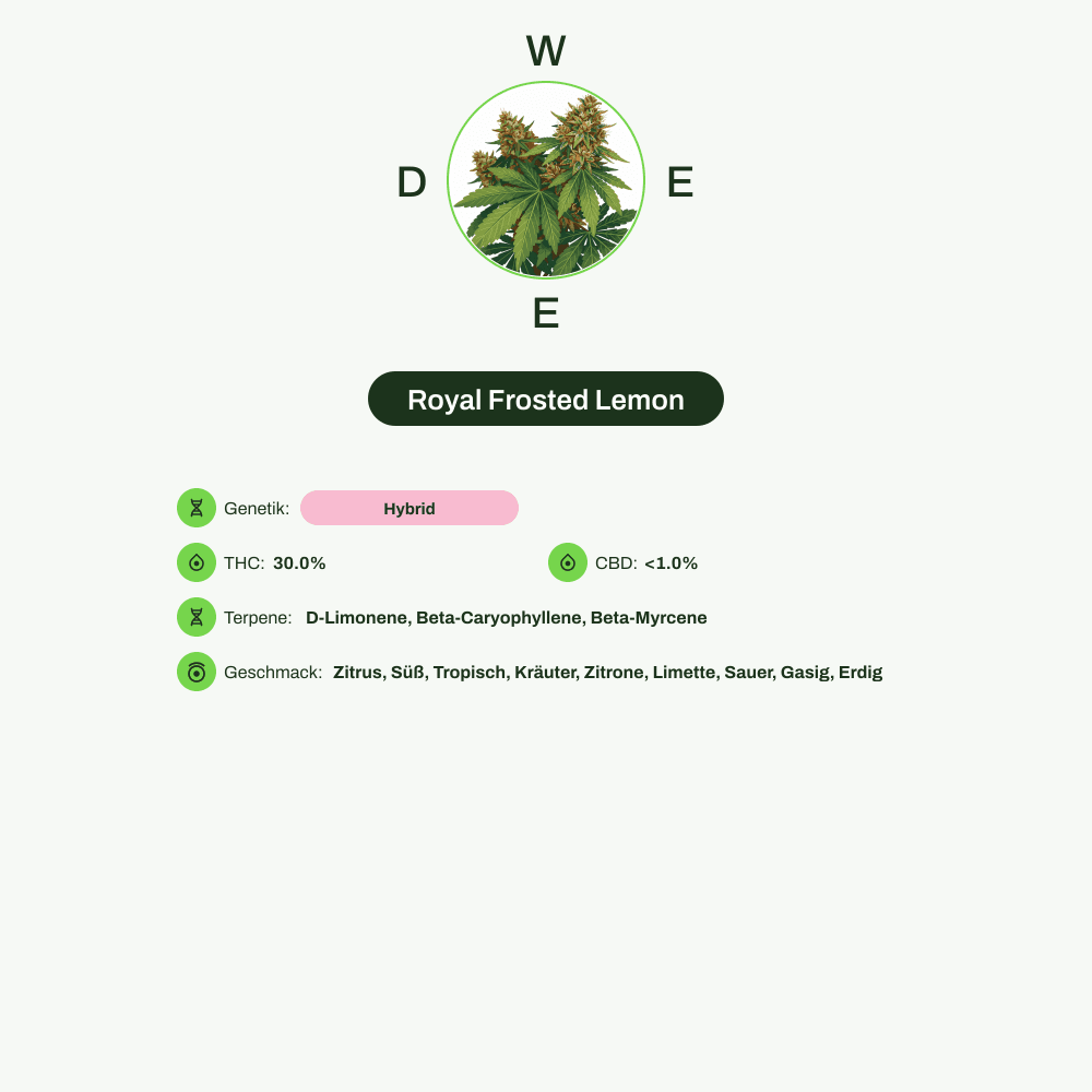 Infografik über THC-Gehalt, CBD-Gehalt, Terpene, Wirkungen, Geschmack von Royal Frosted Lemon