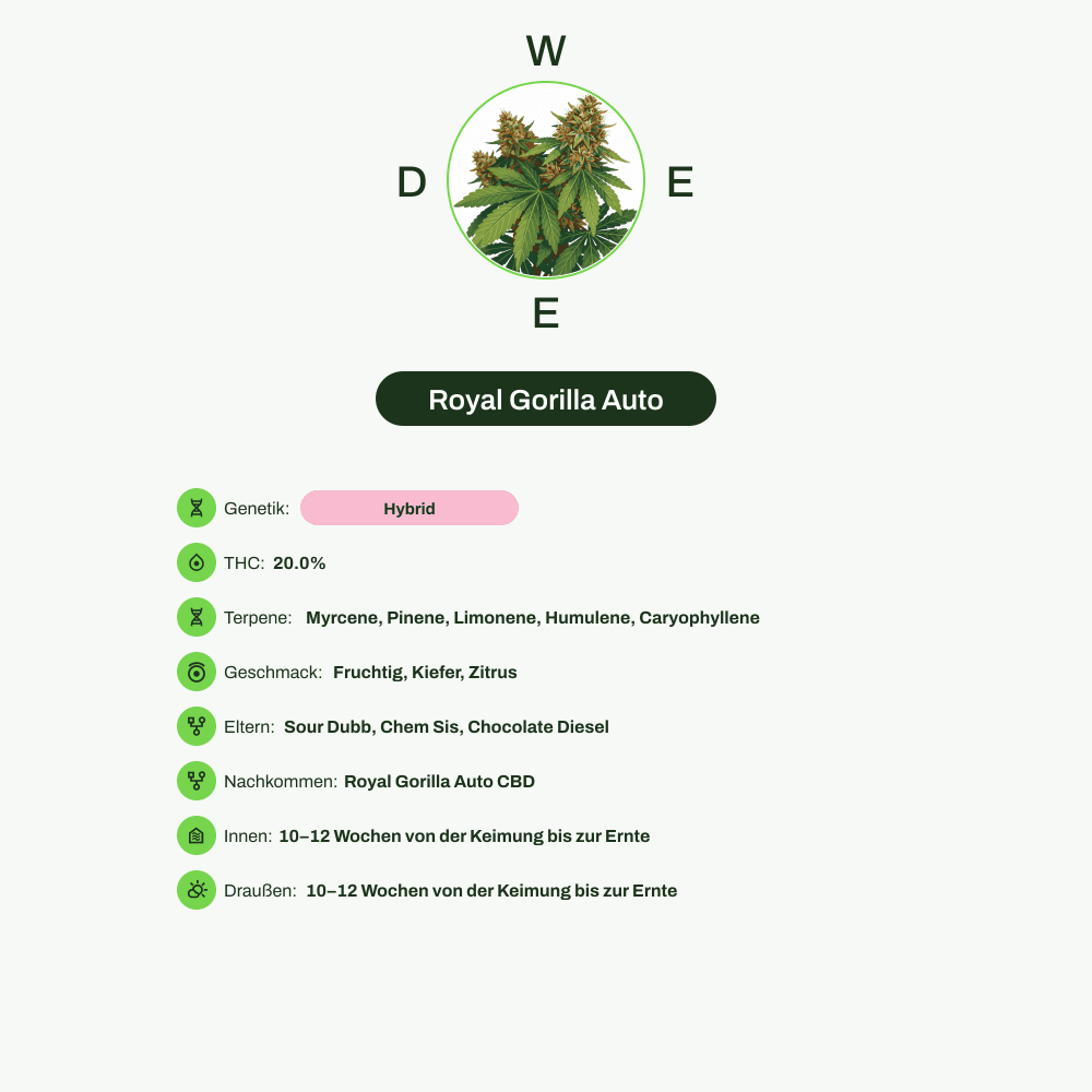 Infografik über THC-Gehalt, CBD-Gehalt, Terpene, Wirkungen, Geschmack von Royal Gorilla Auto